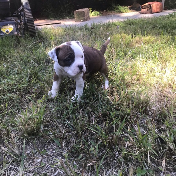 Meet your Posher, Ethan - Picture 1 of 1